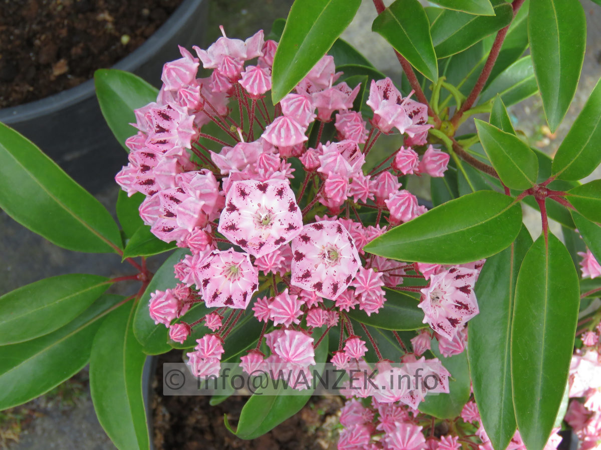 Kalmia latifolia Moyland 002.JPG